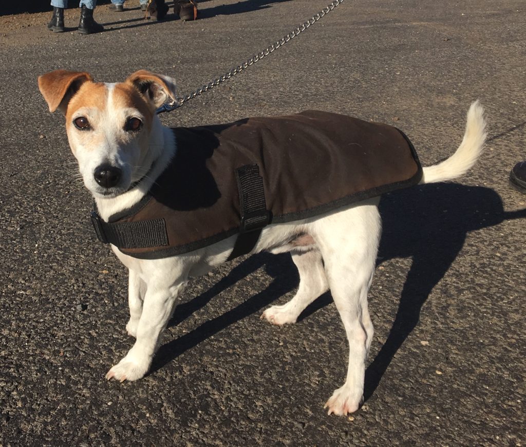 Oilskin dog coats Digger Dog Endures