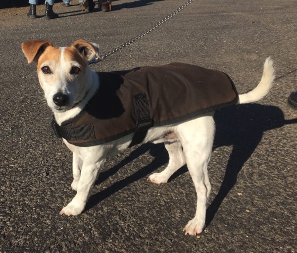 DOG COAT